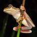 Bischoff's Tree Frog - Photo (c) Pedro Ivo, some rights reserved (CC BY-NC), uploaded by Pedro Ivo