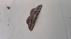 Cymatophora approximaria