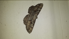 Cymatophora approximaria