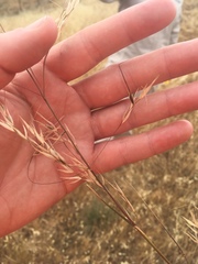 Austrostipa blackii