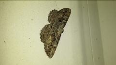 Cymatophora approximaria