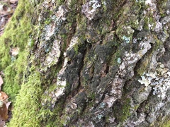 Dendriscocaulon intricatulum