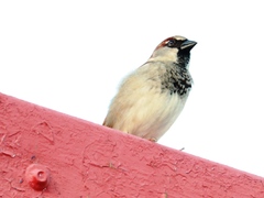Passer domesticus