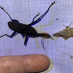 Rhinostomus barbirostris image