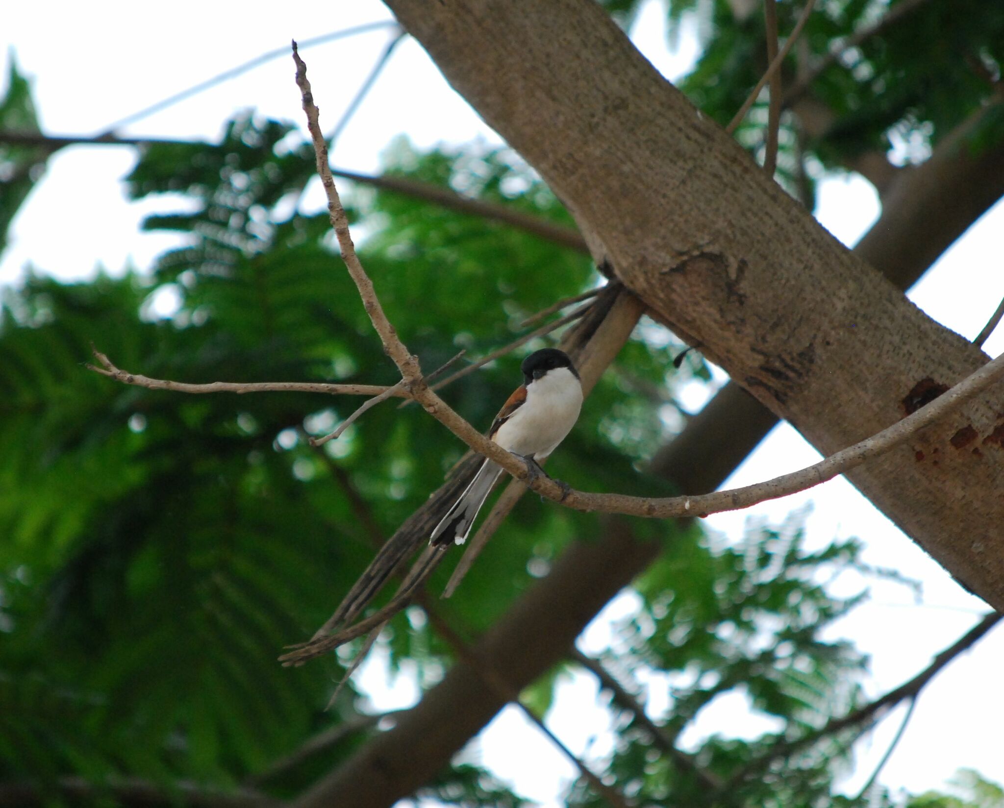 Burmese Shrike