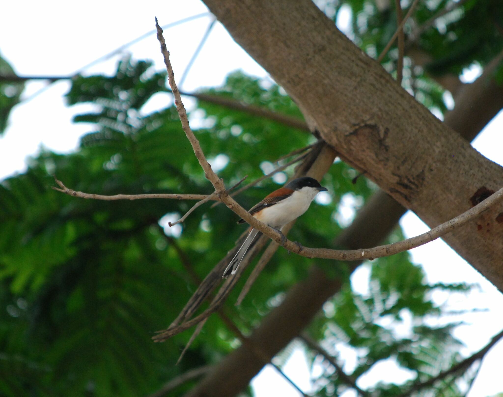 Burmese Shrike