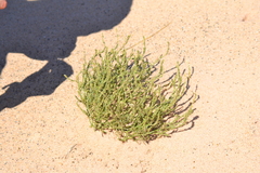 Corispermum americanum