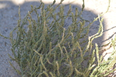 Corispermum americanum