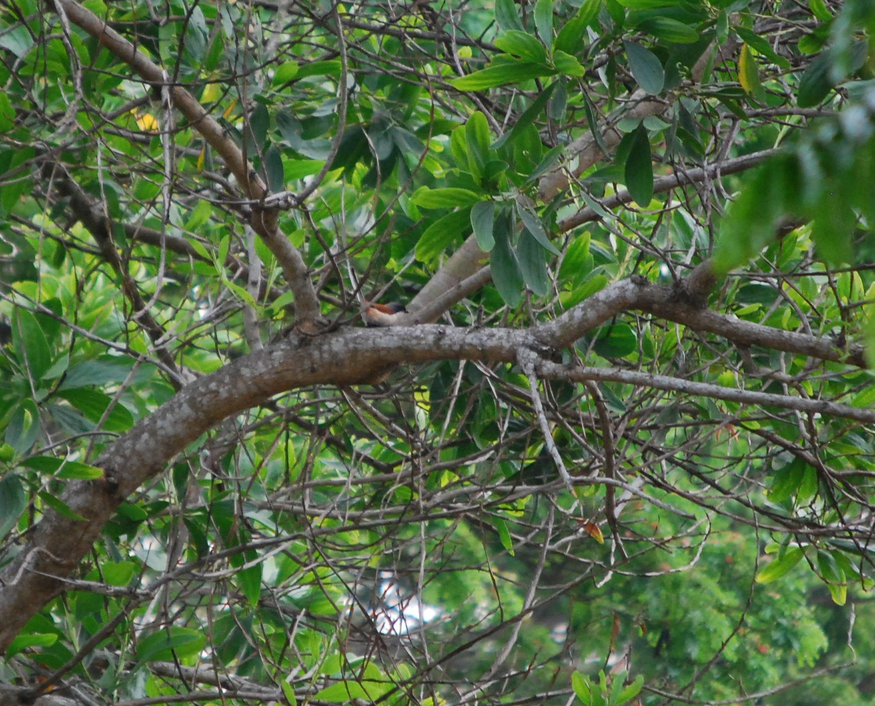 Burmese Shrike