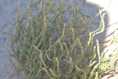 Corispermum americanum