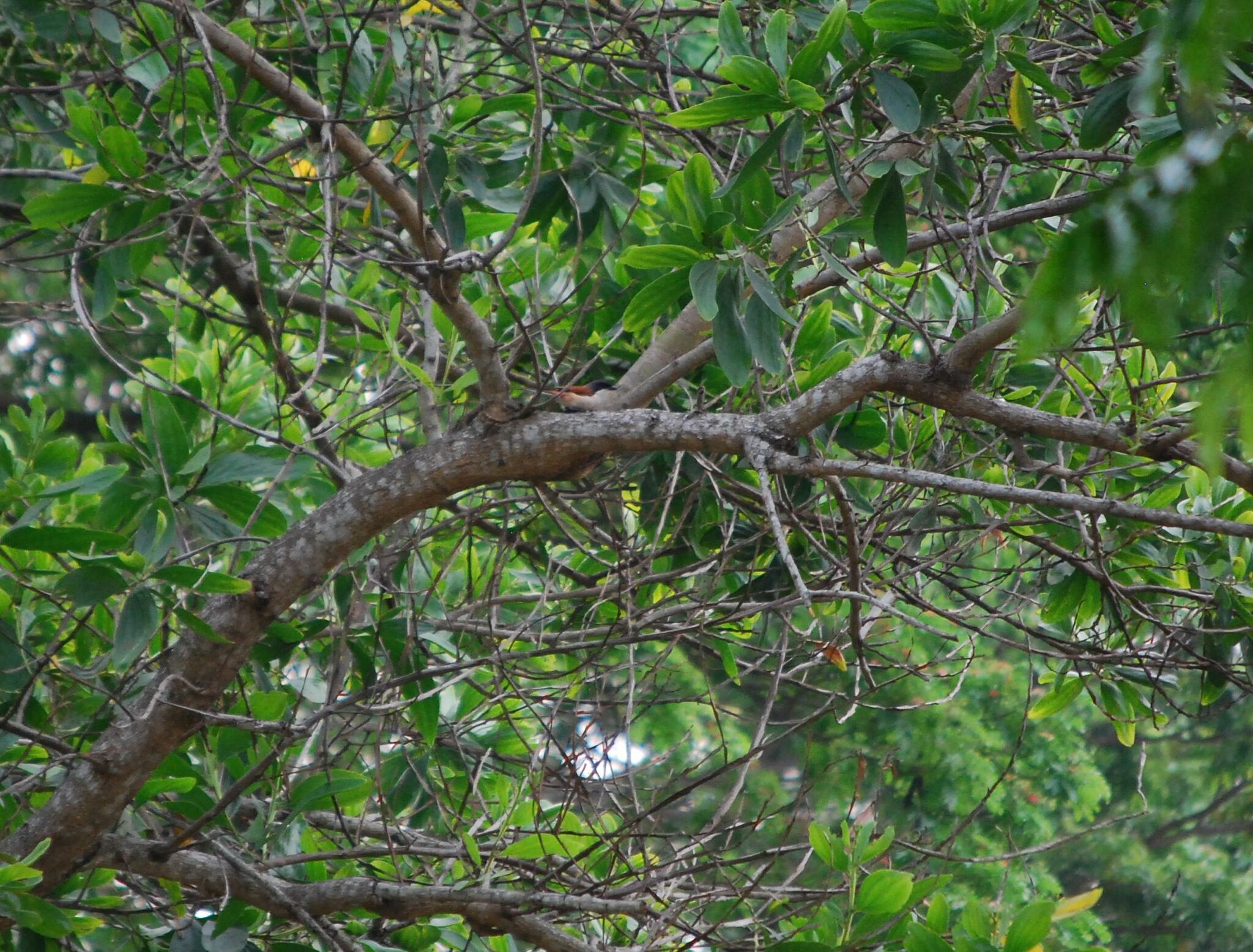 Burmese Shrike