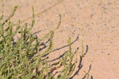 Corispermum americanum