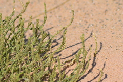 Corispermum americanum