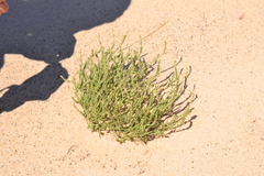 Corispermum americanum