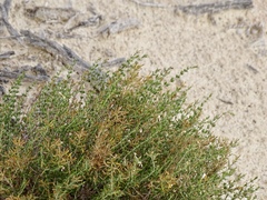 Frankenia jamesii