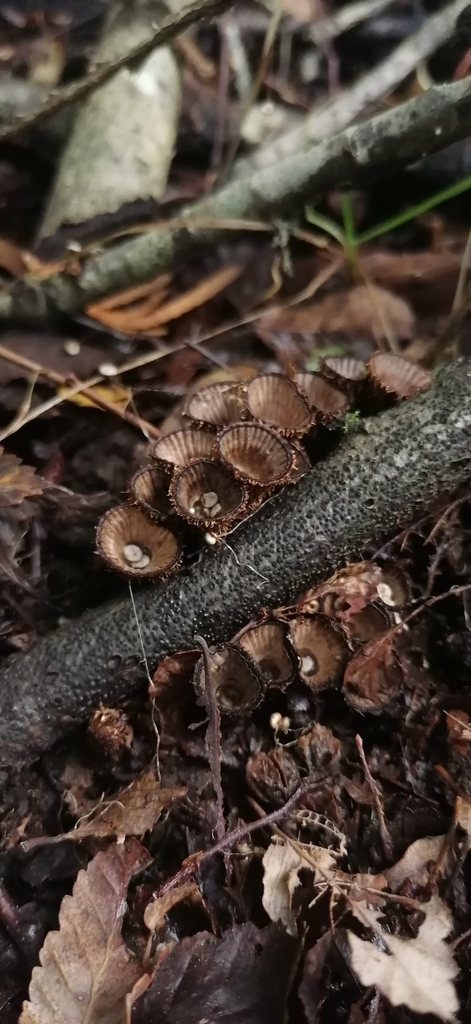 Cyathus striatus · May 2023 · photo: © victorvecheverria (iNaturalist, cc-by)