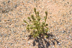 Corispermum hookeri