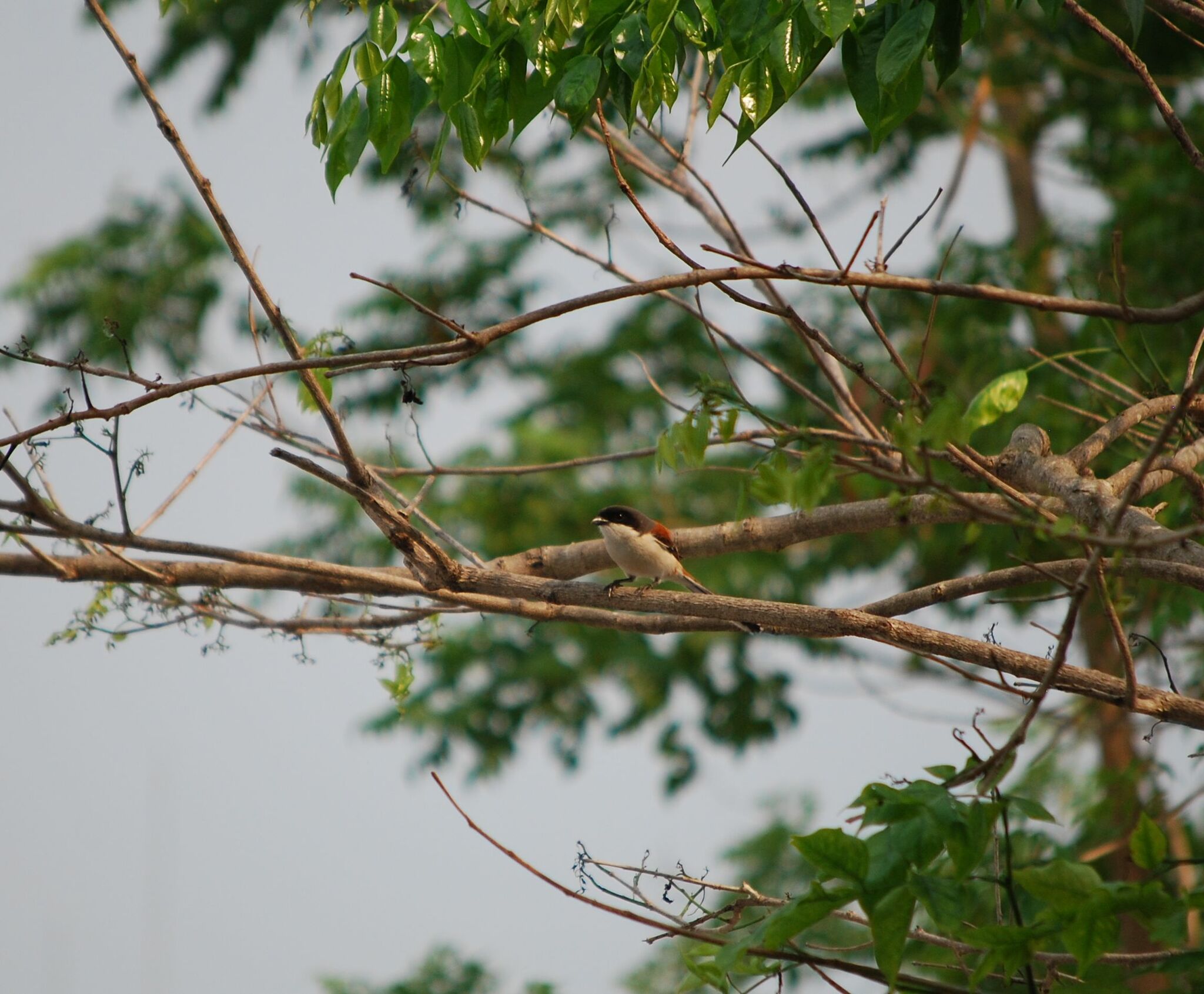 Burmese Shrike