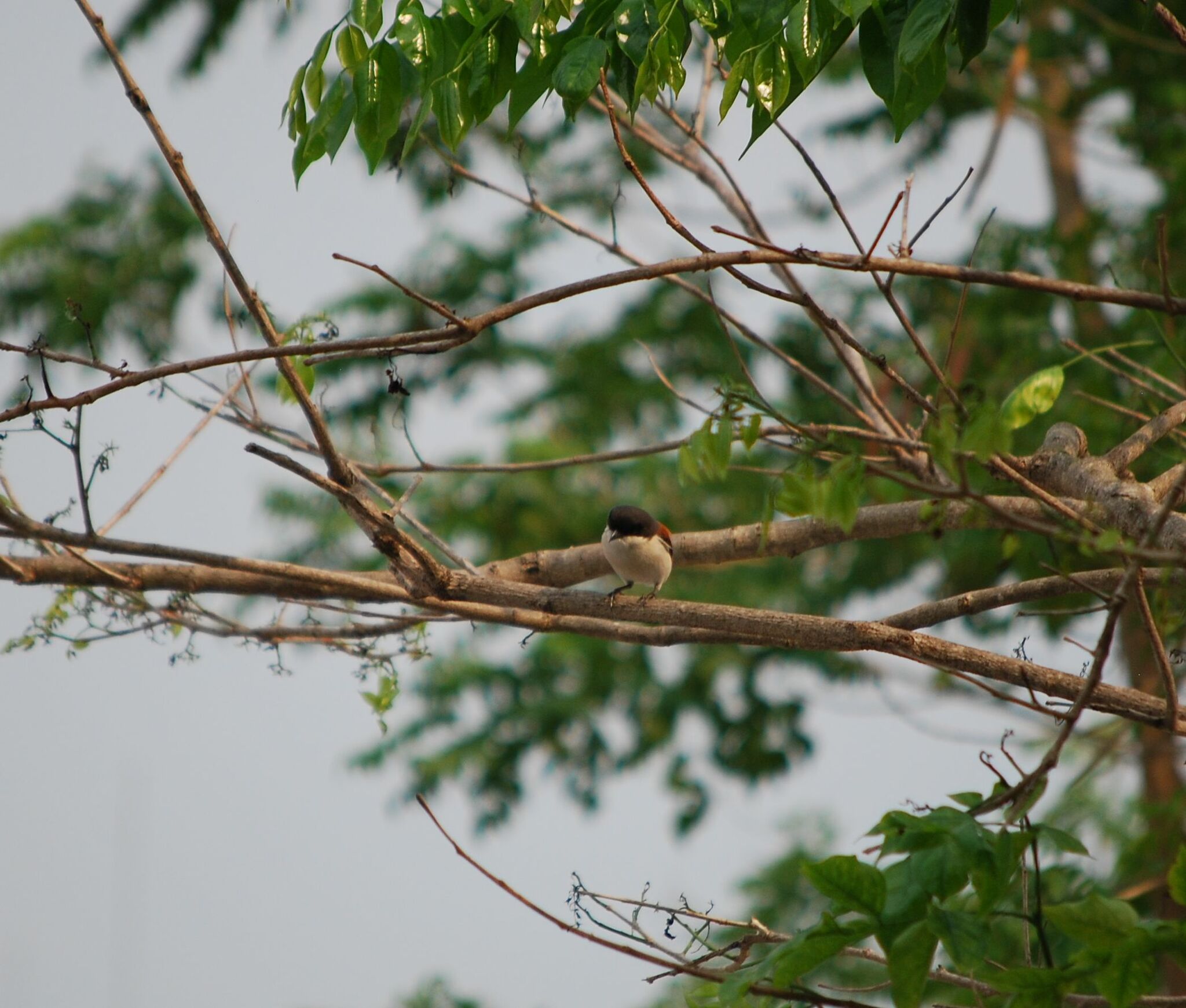 Burmese Shrike