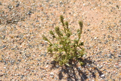 Corispermum hookeri