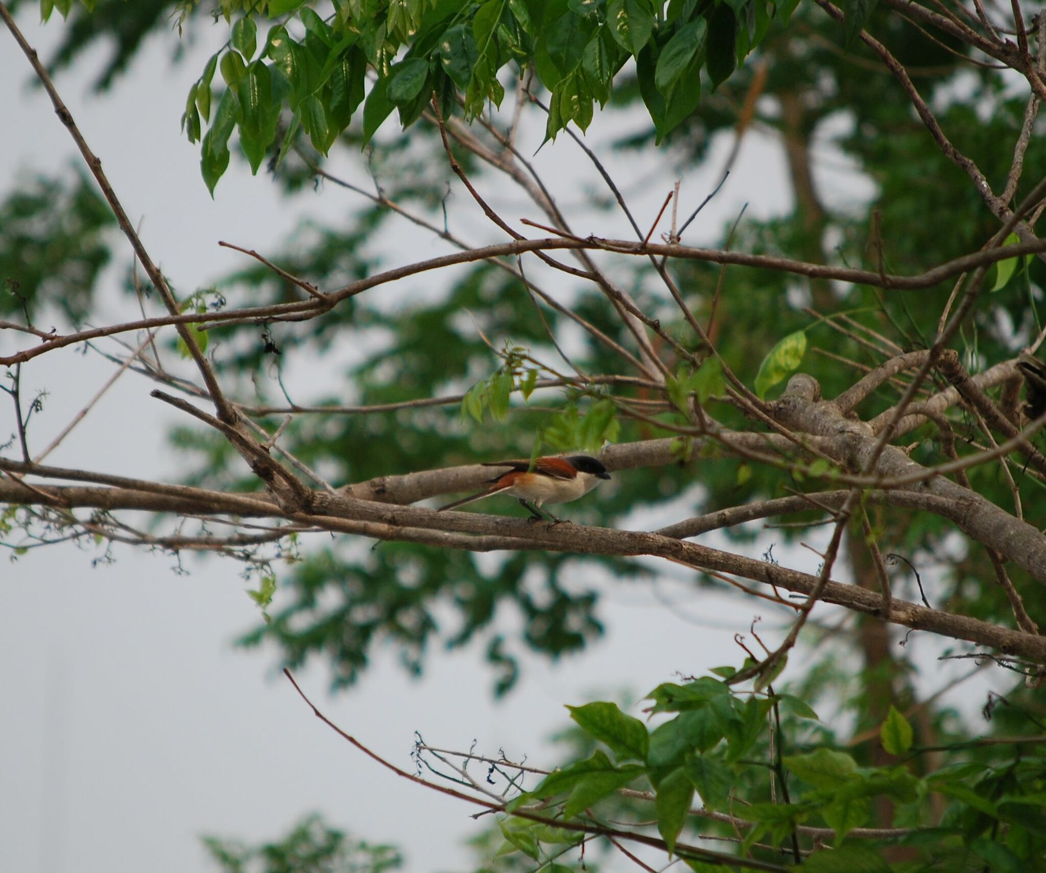 Burmese Shrike