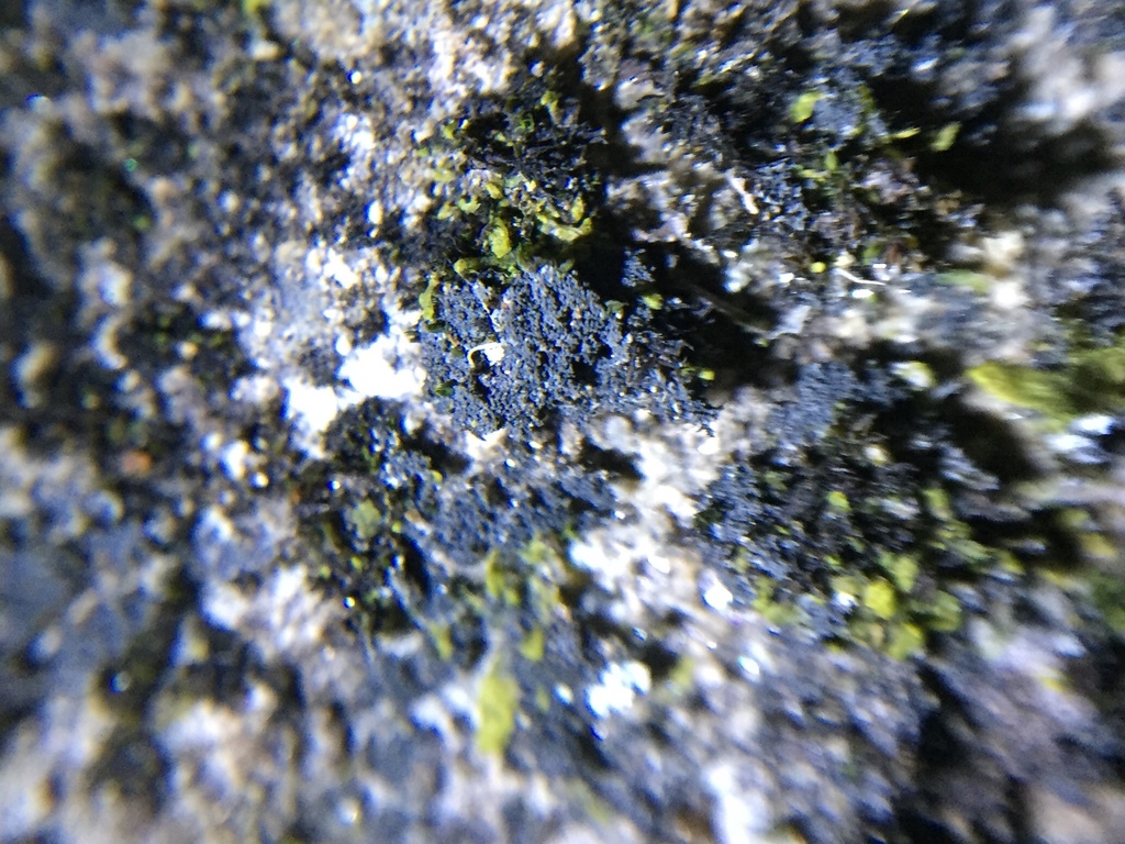 Moelleropsis nebulosa