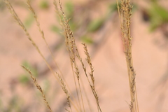 Festuca saximontana
