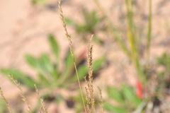 Festuca saximontana