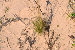 Festuca saximontana