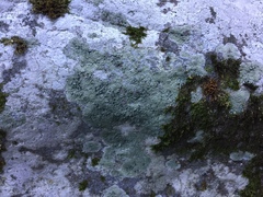 Megalaria beechingii