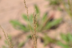 Festuca saximontana