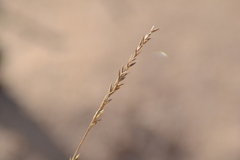 Festuca saximontana