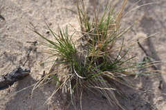 Festuca saximontana