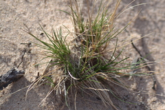 Festuca saximontana