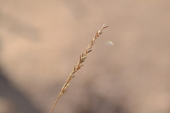 Festuca saximontana