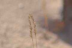 Festuca saximontana