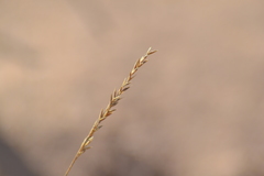 Festuca saximontana
