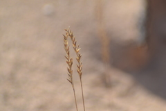 Festuca saximontana