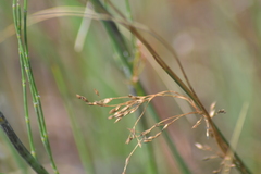 Juncus pylaei