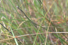 Juncus pylaei
