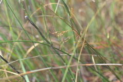 Juncus pylaei