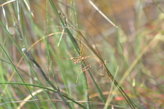 Juncus pylaei