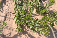 Lithospermum caroliniense croceum