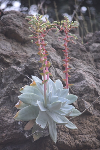 Britton's Dudleya