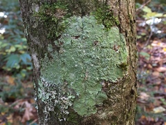 Pertusaria ostiolata