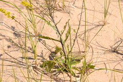 Solidago hispida huronensis