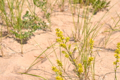 Solidago hispida huronensis