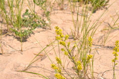 Solidago hispida huronensis