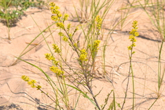 Solidago hispida huronensis