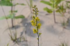 Solidago hispida huronensis